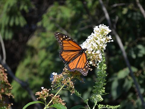 Easy Pollinator Garden