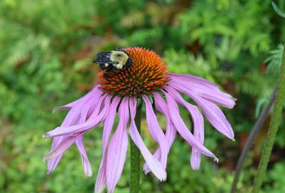 Photo taken at JC Raulston Arboretum