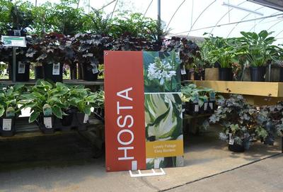 Hosta luego - bye, bye!