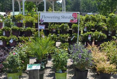 Are shrubs that have flowers - Thanks Captain Obvious!