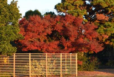 Green Dragon Japanese Maple